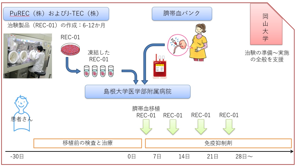 低ホスファターゼ症に対するRECを用いた探索的治験(医師主導 低ホスファターゼ症に対するRECを用いた探索的治験(医師主導