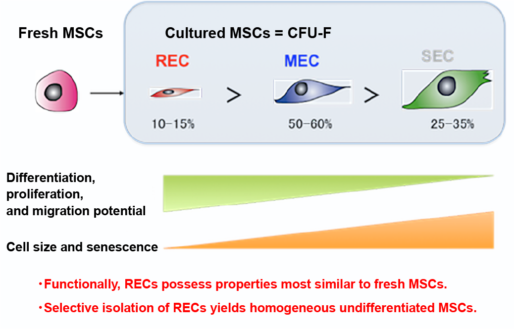 MSC composition
