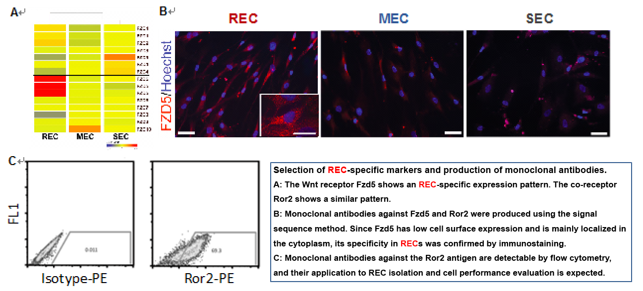 Functional analysis of Fzd5 and Ror2